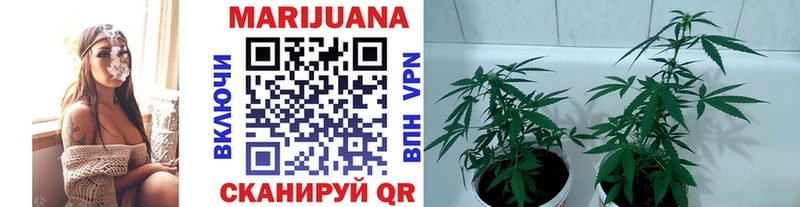 Бошки Шишки Губаха